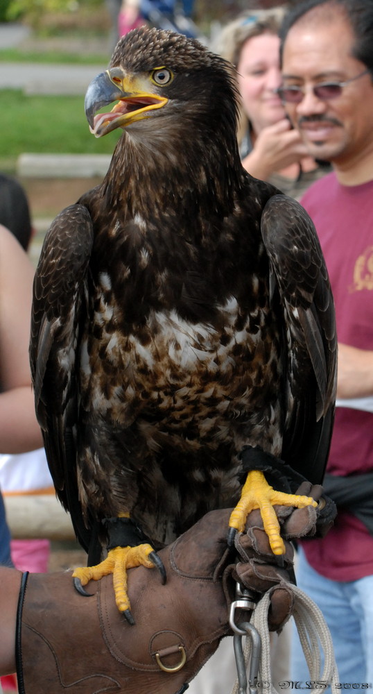 Bald Eagle II