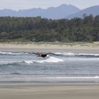 Bald Eagle im Flug