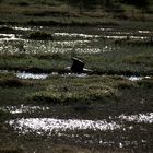 Bald Eagle im Landeanflug