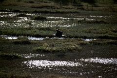 Bald Eagle im Landeanflug