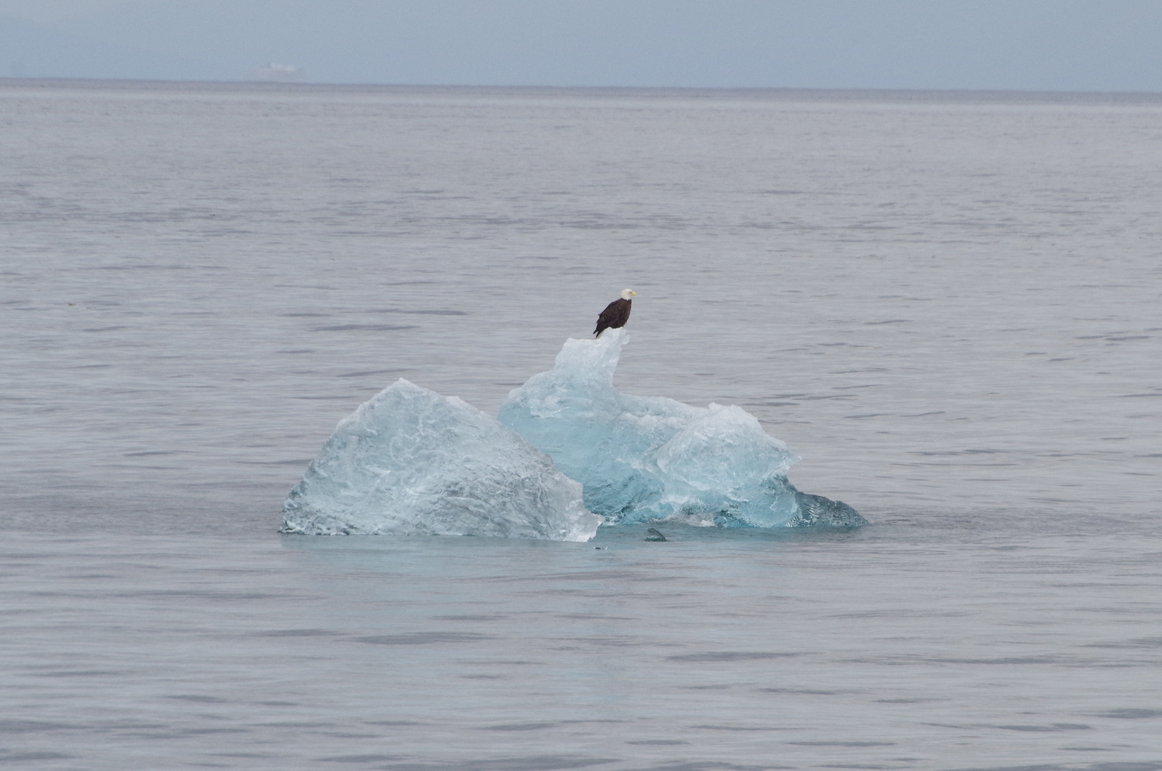 Bald Eagle im Tracy Arm Fjord