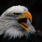 Bald Eagle, in a bad mood