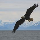 Bald Eagle in Alaska