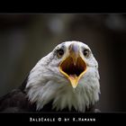 Bald Eagle in der Falknerei Feldatal