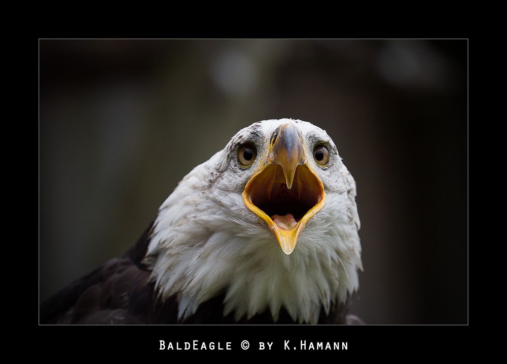 Bald Eagle in der Falknerei Feldatal