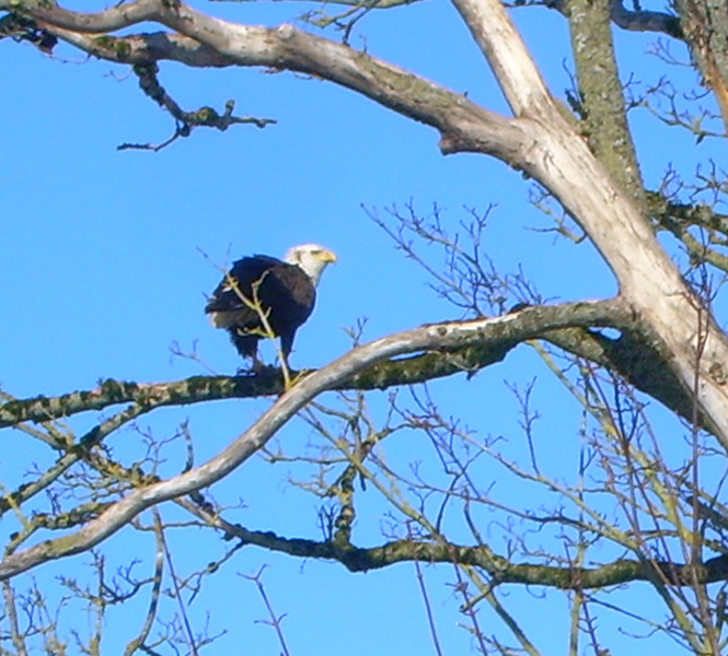 Bald Eagle In My Back Yard