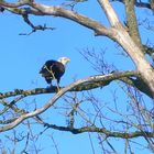 Bald Eagle In My Back Yard