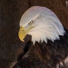 Bald Eagle ll