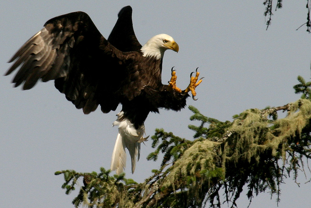 Bald Eagle, Pacific Rim N.P.
