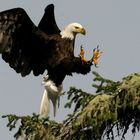 Bald Eagle, Pacific Rim N.P.