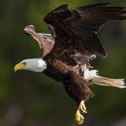 Bald Eagle sieht was