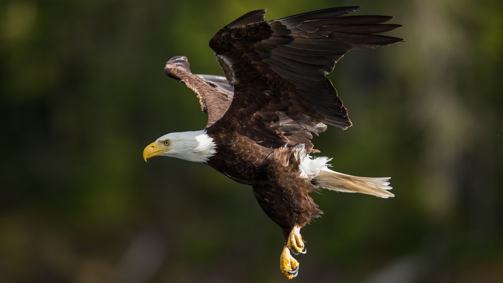 Bald Eagle sieht was