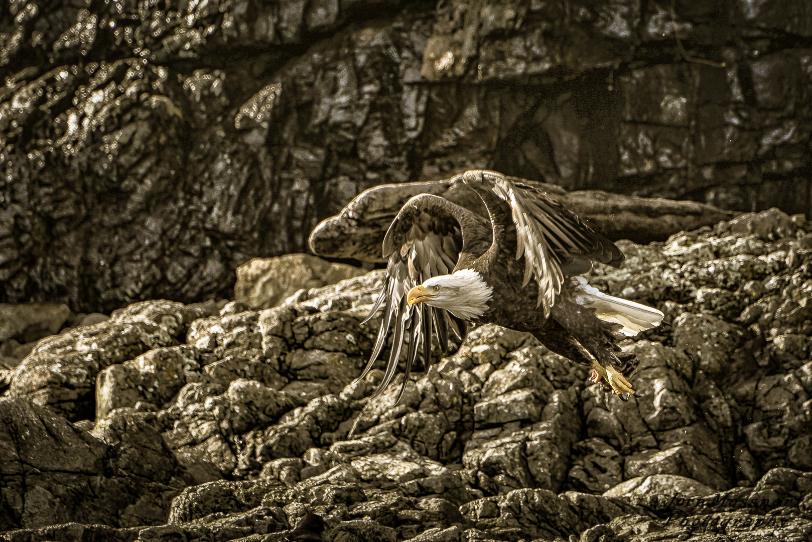 Bald Eagle takes away his prey