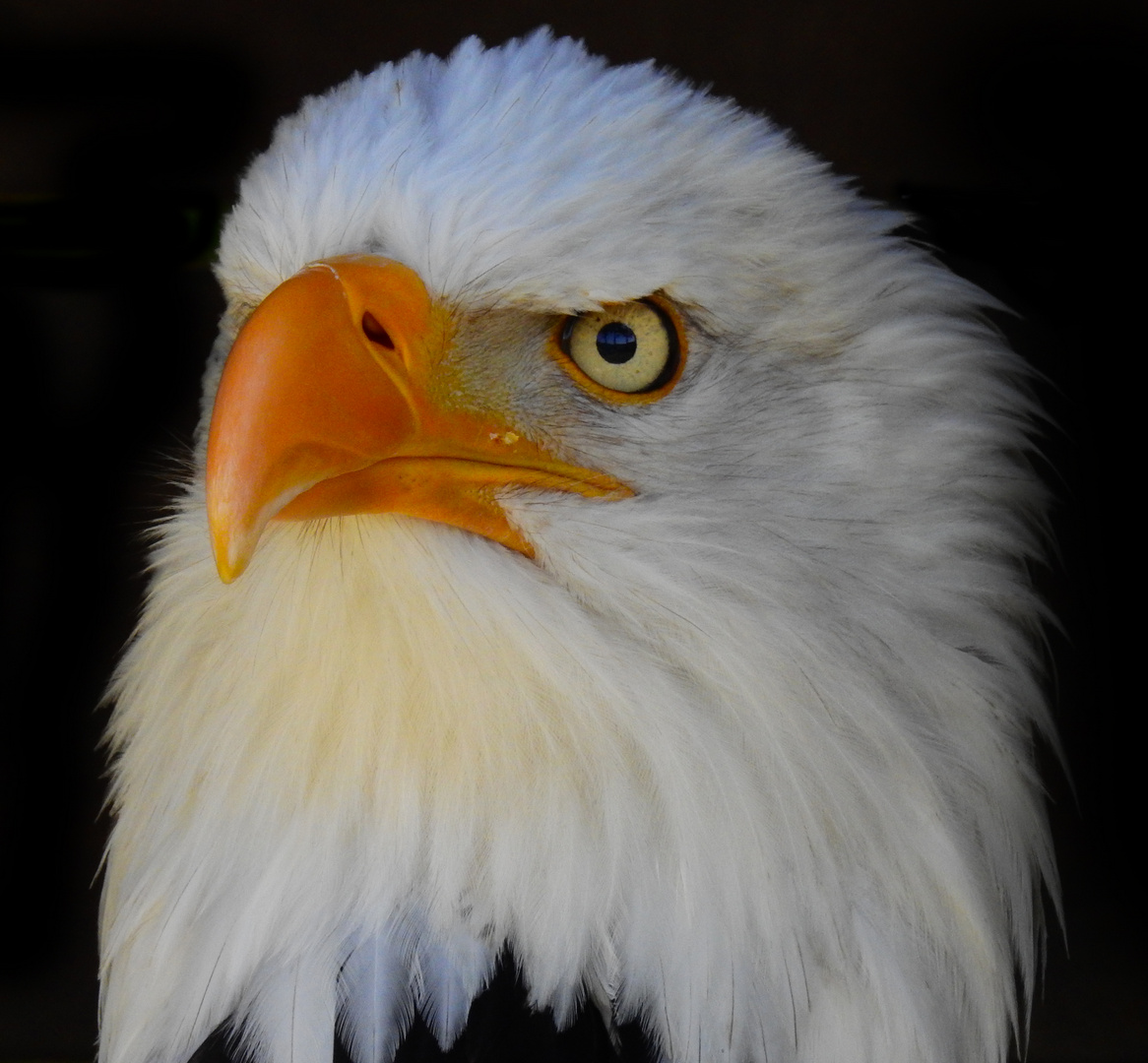 Bald Eagle - Weißkopf-Seeadler