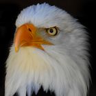 Bald Eagle - Weißkopf-Seeadler