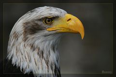 Bald Eagle (Weißkopfseeadler)