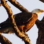 Bald Eagle - Weisskopfseeadler