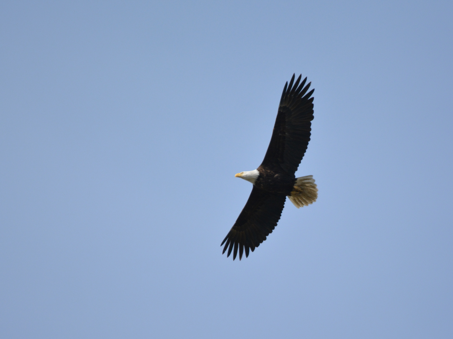 Bald Eagle - Weisskopfseeadler