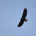 Bald Eagle - Weisskopfseeadler