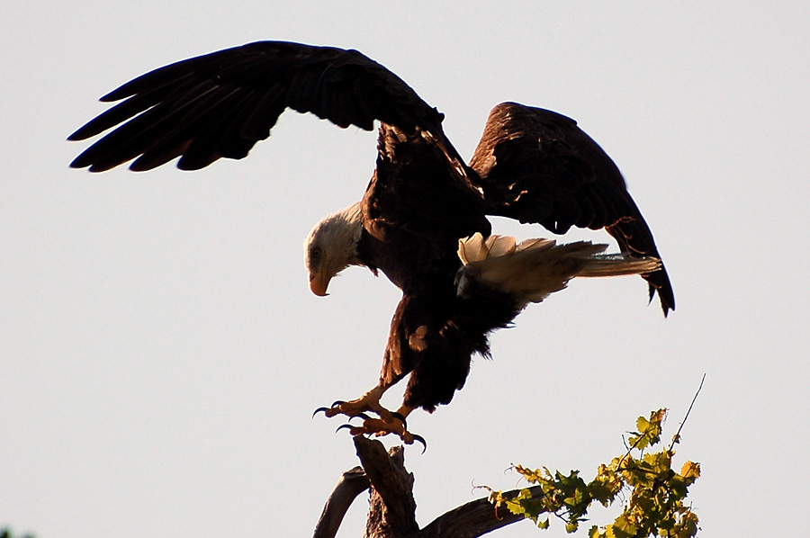 Bald Eagle - Weisskopfseeadler dreht sich ...