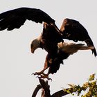 Bald Eagle - Weisskopfseeadler dreht sich ...