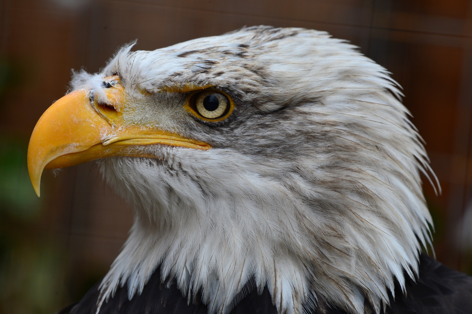 Bald Eagle / Weißlopfseeadler