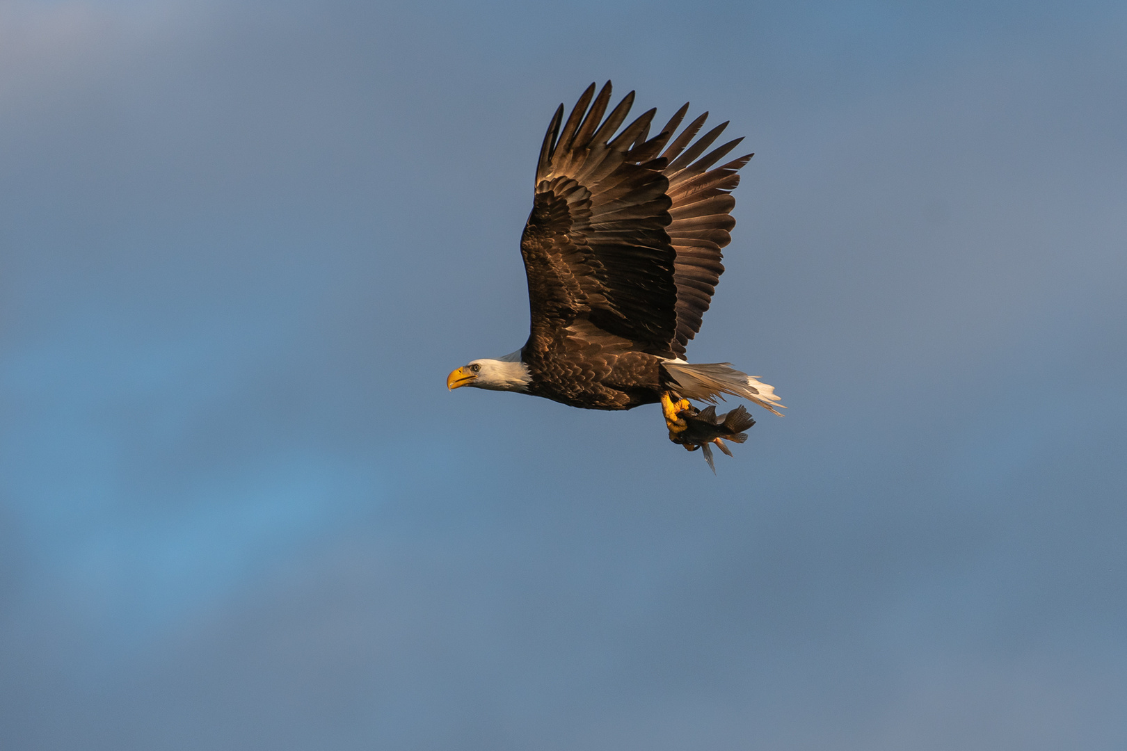 Bald Eagle with Catch