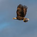 Bald Eagle with Catch