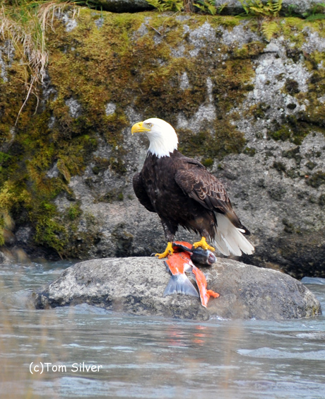 Bald Eagle with fish