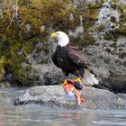 Bald Eagle with fish