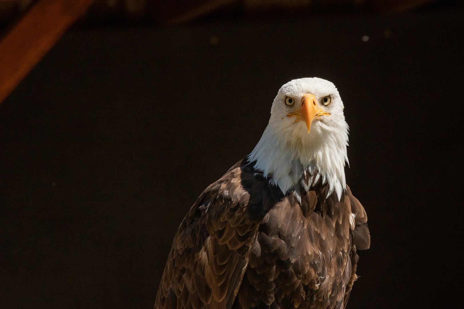 Bald-eagle_01