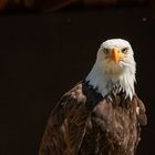 Bald-eagle_01