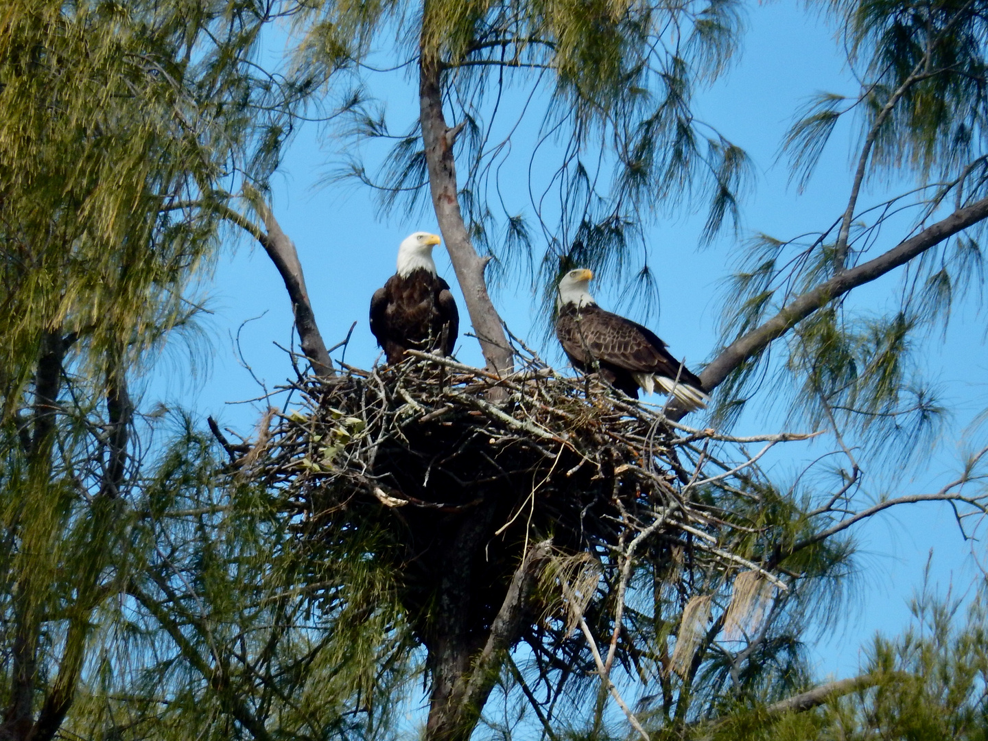 Bald eagles nest