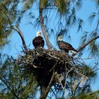 Bald eagles nest