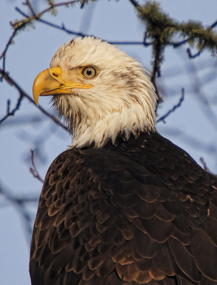 Bald Eeagle Portrait