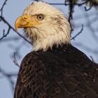 Bald Eeagle Portrait