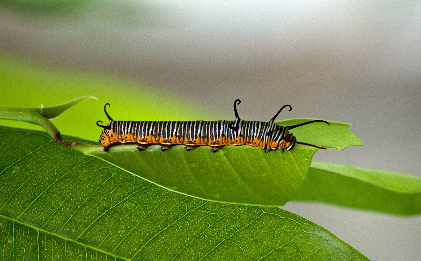 bald ein Schmetterling