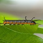 bald ein Schmetterling