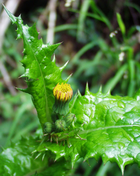 Bald eine Pusteblume