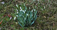 Bald entfalten wir die Blüten**