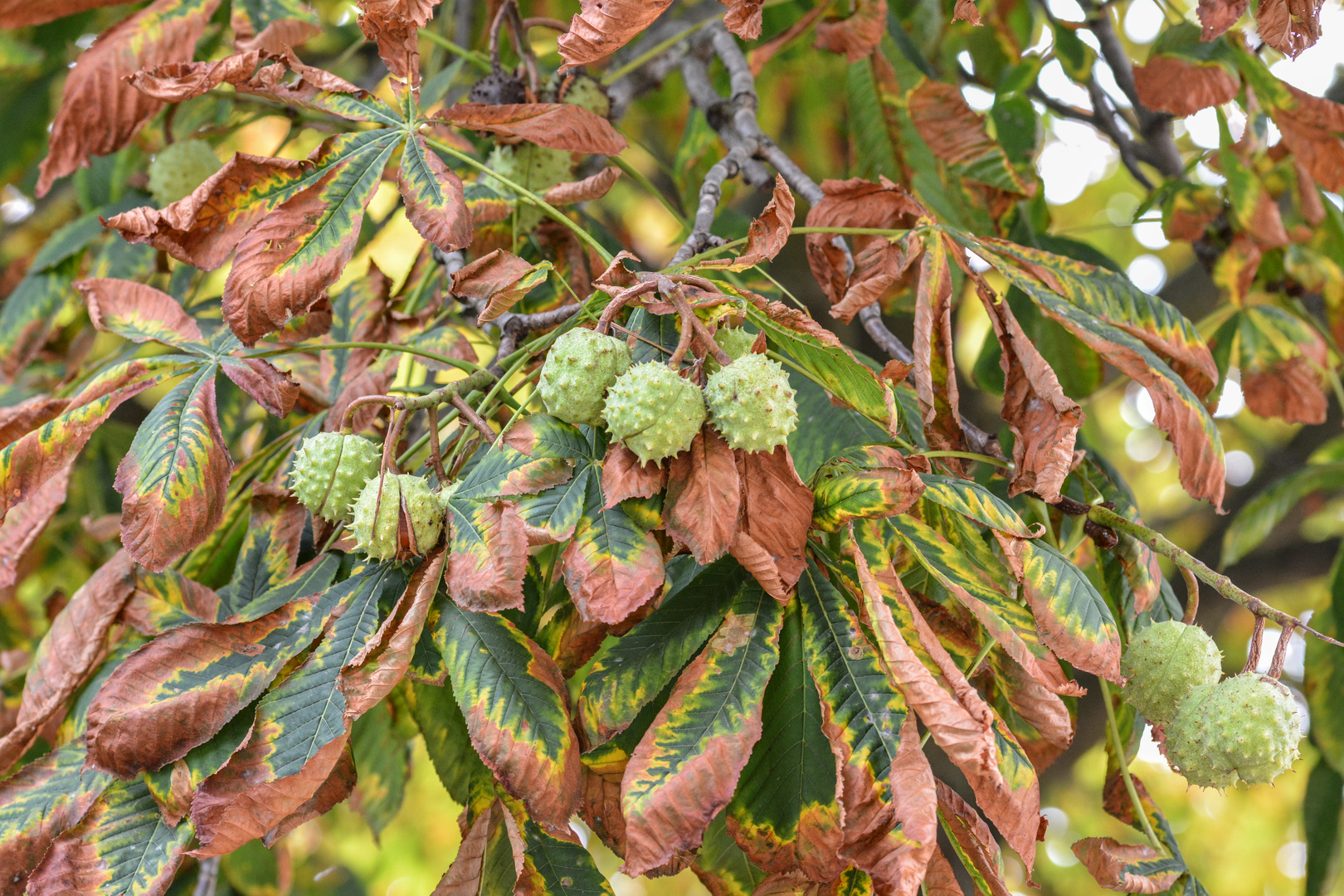 Bald fallen die Kastanien - der Herbst naht