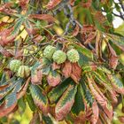 Bald fallen die Kastanien - der Herbst naht