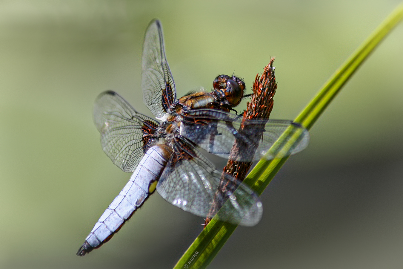 Bald fliegen