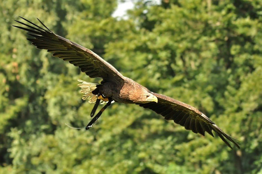 Bald fliegen sie wieder !!!!