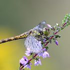 Bald fliegen sie wieder.....;-)