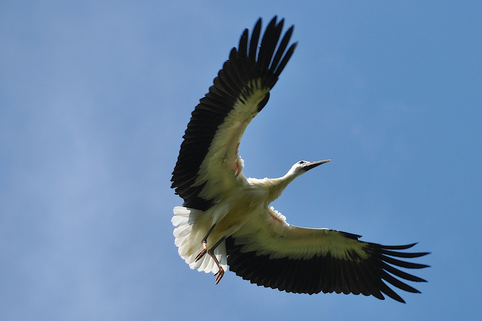 Bald fliegen sie wieder