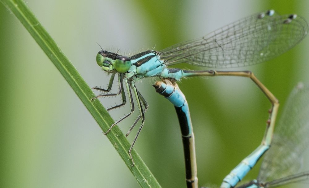 bald fliegen sie wieder