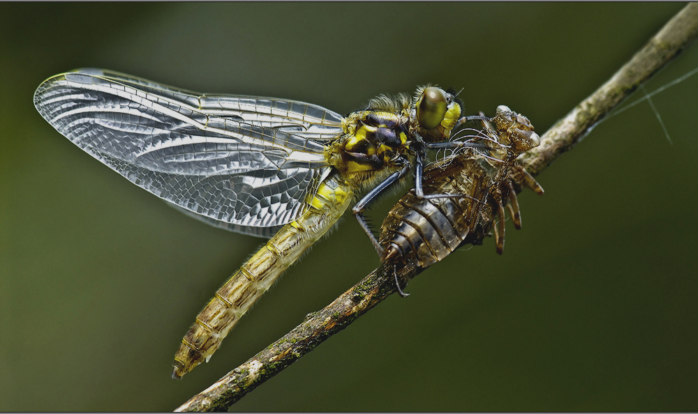 bald fliegen sie wieder