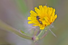  Bald fliegen sie wieder...