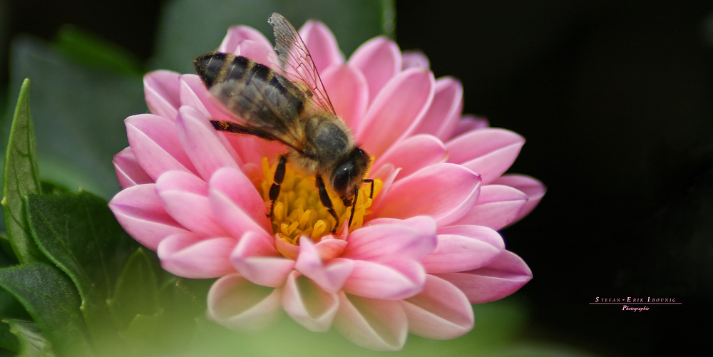 "bald fliegen sie wieder"